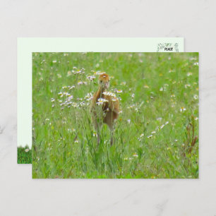 Sandhill Crane Colt (chick)  Postcard