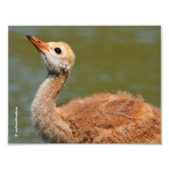 Sandhill Crane Colt Photo Print (Front)