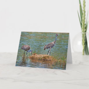 Sandhill Crane Family Note Card