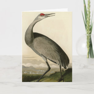 Sandhill Crane from Audubon's Birds of America Card