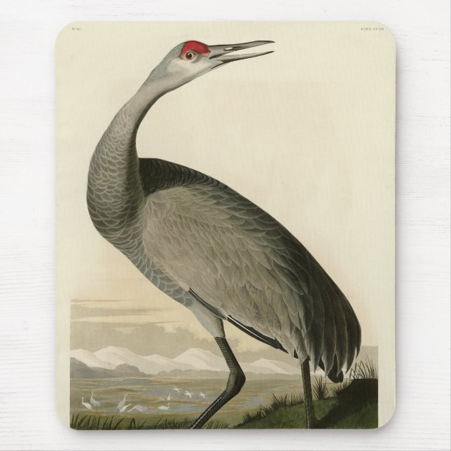Sandhill Crane from Audubon's Birds of America Mouse Pad (Front)