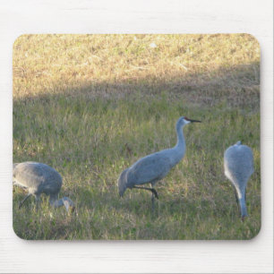 Sandhill Crane Grazing Photograph Mouse Pad
