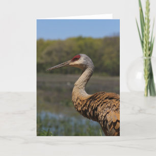 Sandhill Crane Greeting Card
