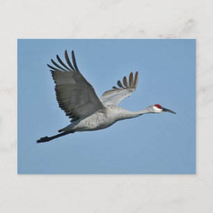Sandhill Crane in Flight Postcard