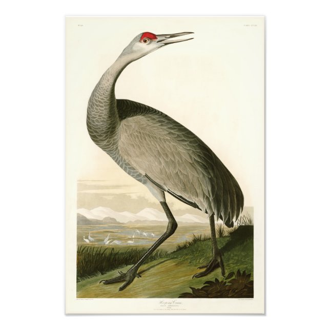 Sandhill Crane John James Audubon Birds of America Photo Print (Front)