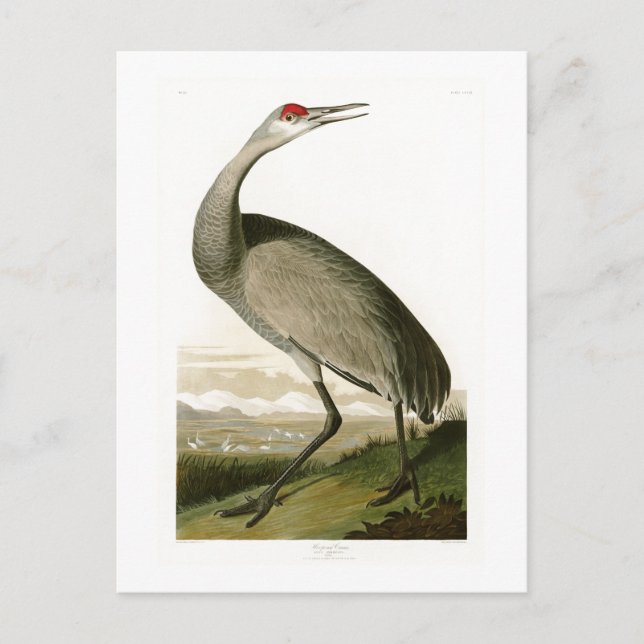 Sandhill Crane John James Audubon Birds of America Postcard (Front)