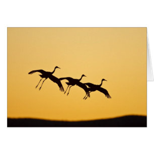Sandhill Crane landing at sunset