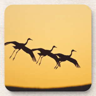 Sandhill Crane landing at sunset Coaster