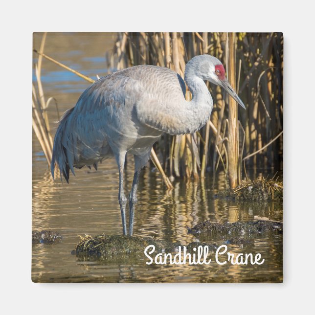 Sandhill Crane Magnet (Front)
