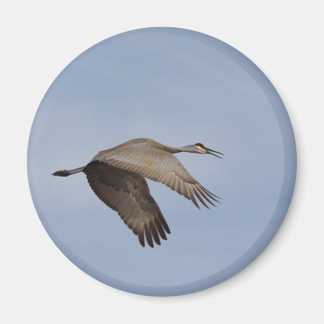 Sandhill Crane Magnet (Front)