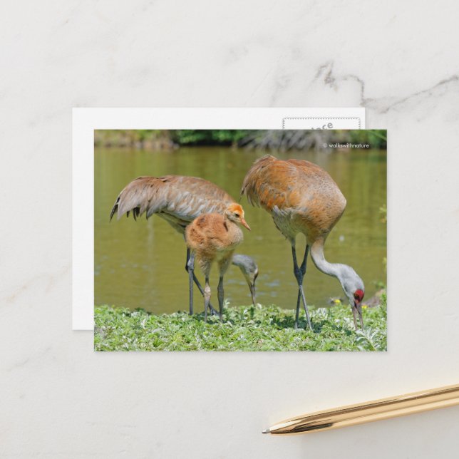 Sandhill Crane Parents and Chick Postcard (Front/Back In Situ)