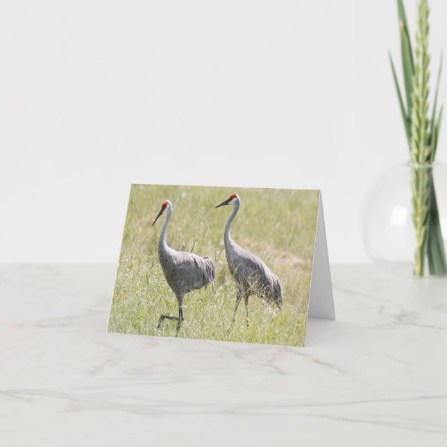 Sandhill Crane Photo Folded Note Card (Front)