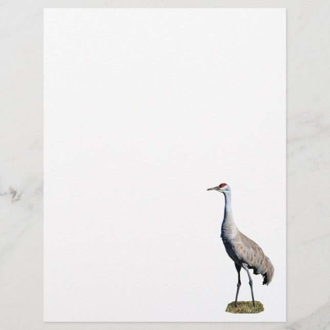 Sandhill Crane Photo Letterhead Paper (Front)