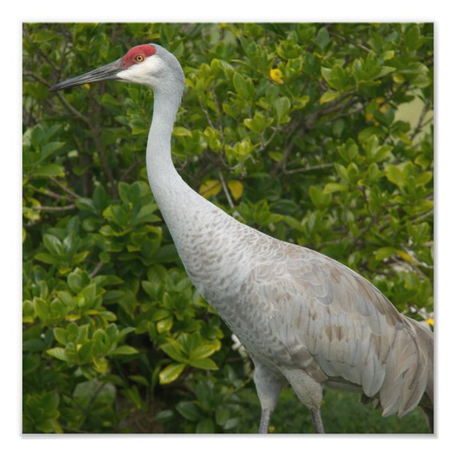 Sandhill Crane Photo Print (Front)