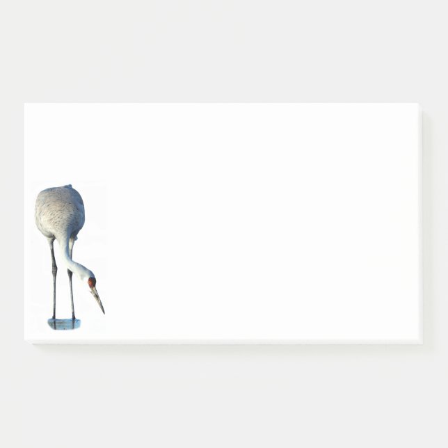 Sandhill Crane Photo Stationery 10x6 Notes (Front)