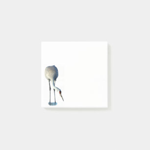 Sandhill Crane Photo Stationery 3x3 Post-it Notes