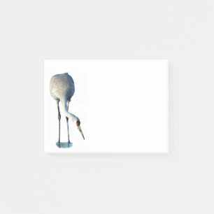 Sandhill Crane Photo Stationery 4x3 Post-it Notes