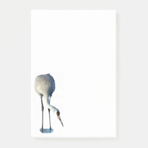 Sandhill Crane Photo Stationery 4x6 Post-it Notes
