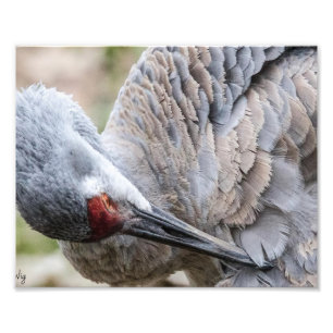 Sandhill Crane Photography Print