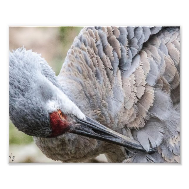 Sandhill Crane Photography Print (Front)