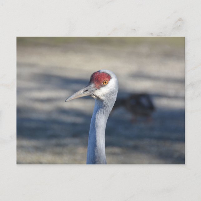 Sandhill Crane Postcard (Front)