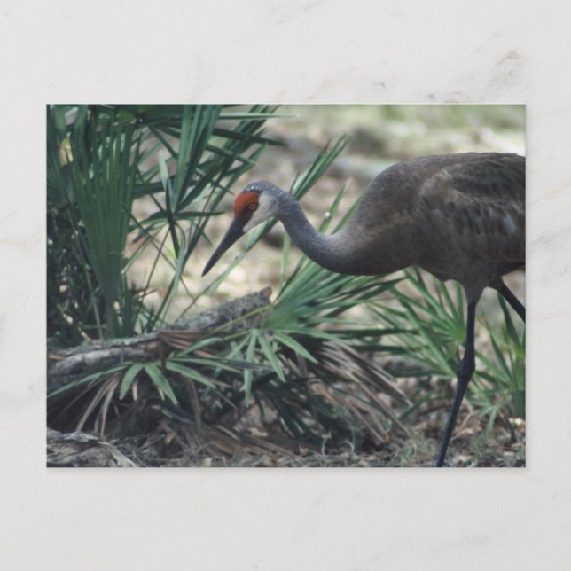 Sandhill Crane Postcard (Front)
