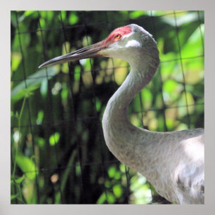 Sandhill crane   poster