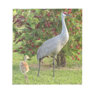 Sandhill crane with chick at Bottlebrush Notepad
