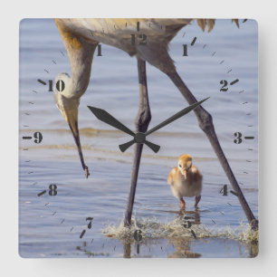 Sandhill crane with chick (colt) in Florida lake Square Wall Clock