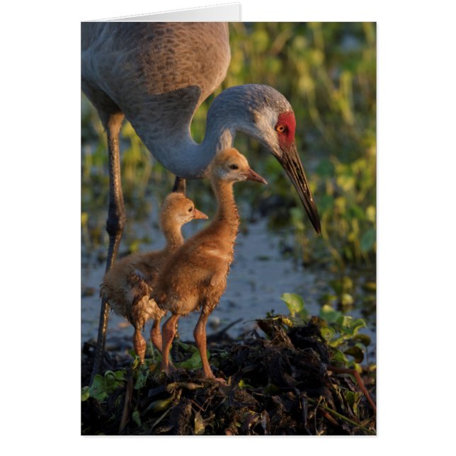 Sandhill crane with chicks, Florida (Front)