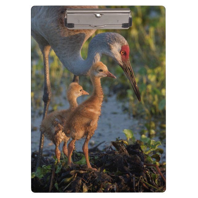 Sandhill crane with chicks, Florida Clipboard (Front)