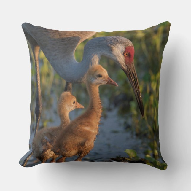 Sandhill crane with chicks, Florida Cushion (Front)