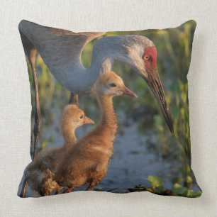 Sandhill crane with chicks, Florida Cushion