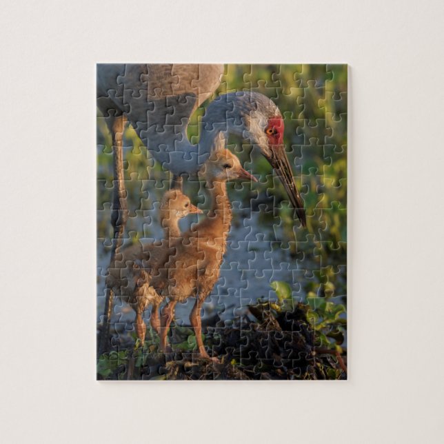 Sandhill crane with chicks, Florida Jigsaw Puzzle (Vertical)