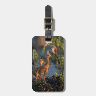 Sandhill crane with chicks, Florida Luggage Tag