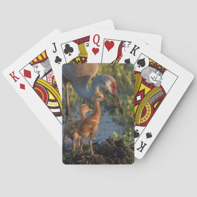 Sandhill crane with chicks, Florida Playing Cards (Back)
