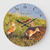 Sandhill crane with colts