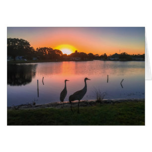 Sandhill cranes at sunset