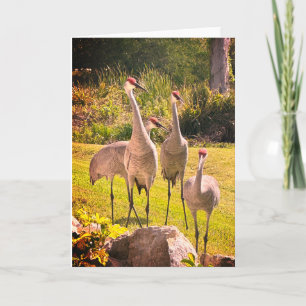 Sandhill Cranes Blank Greeting Card
