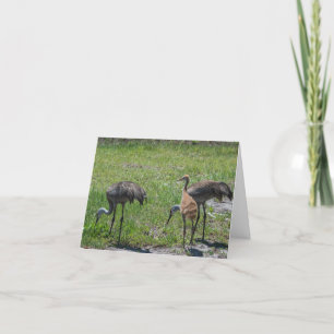 Sandhill Cranes Florida Birds Nature Photography Card