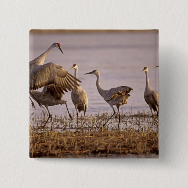 Sandhill Cranes Grus canadensis) Platte 15 Cm Square Badge (Front)