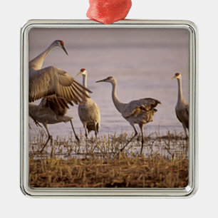 Sandhill Cranes Grus canadensis) Platte Metal Tree Decoration