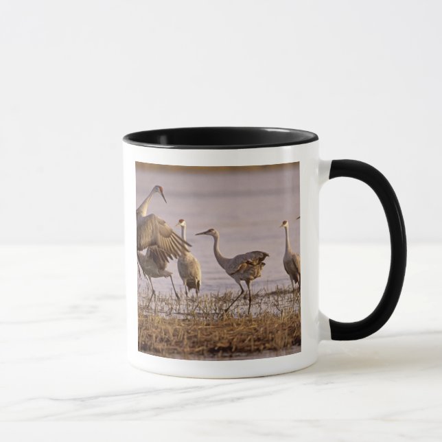 Sandhill Cranes Grus canadensis) Platte Mug (Right)