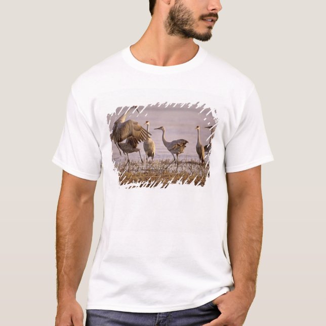 Sandhill Cranes Grus canadensis) Platte T-Shirt (Front)