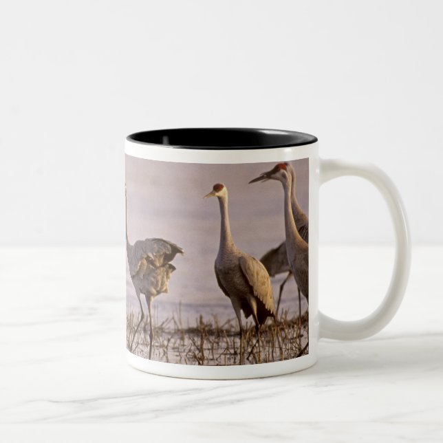 Sandhill Cranes Grus canadensis) Platte Two-Tone Coffee Mug (Right)