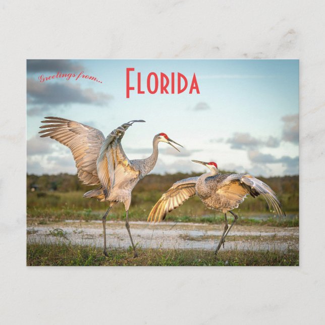 Sandhill Cranes in Boynton Beach Florida Postcard (Front)