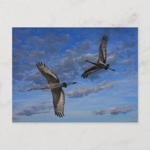 SANDHILL CRANES IN FLIGHT POSTCARD