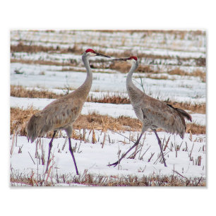 Sandhill Cranes in Snow Photography Print