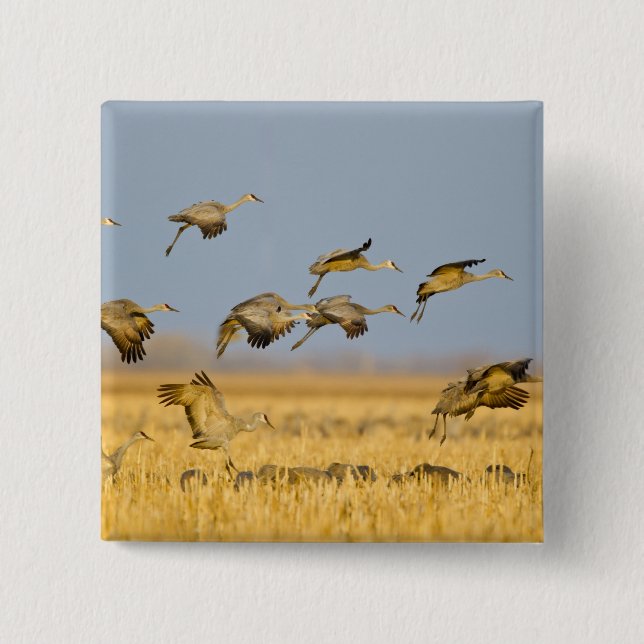 Sandhill cranes land in corn fields 15 cm square badge (Front)
