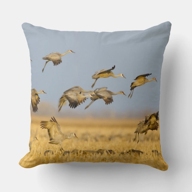Sandhill cranes land in corn fields cushion (Front)